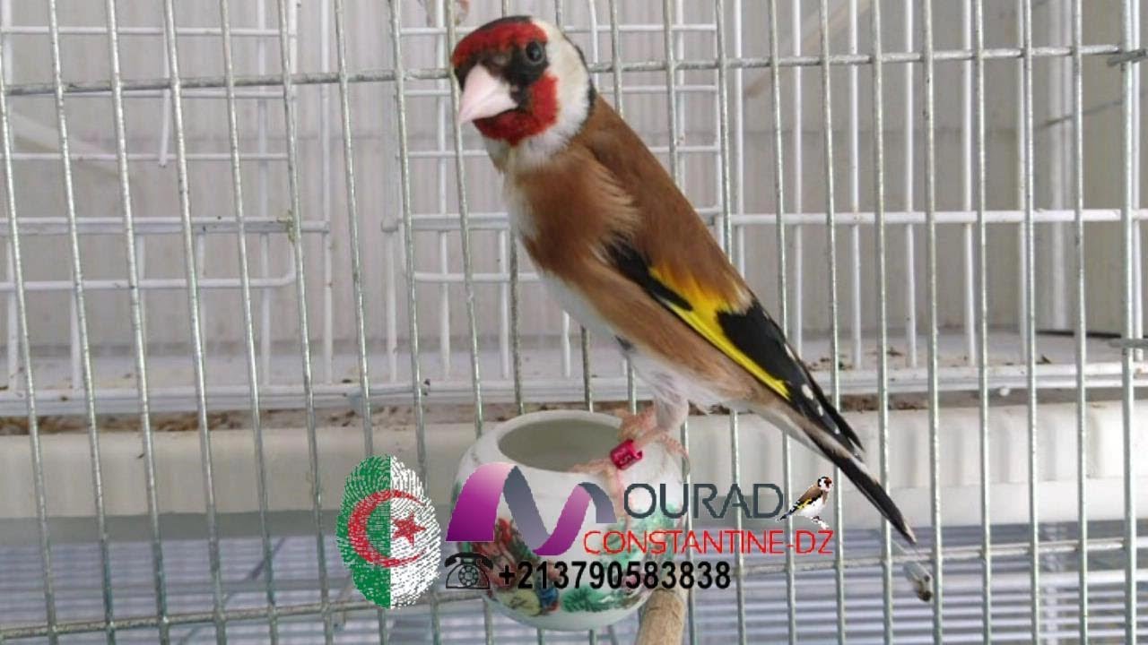 هذه هدية لجميع الاصدقاء لمحبي طائر الحسون القسنطيني الاصيل    مراد ملك الحسون