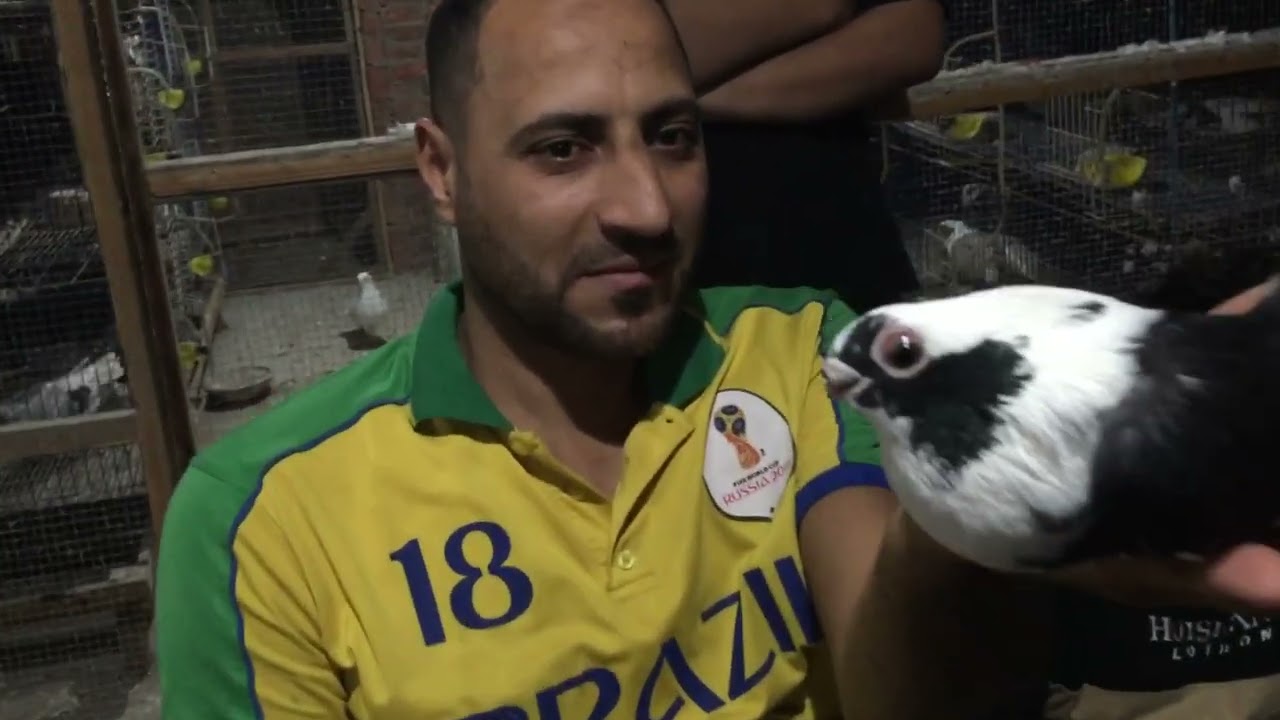 الحمام الغزار محمد ومحمود البوب الابلق
