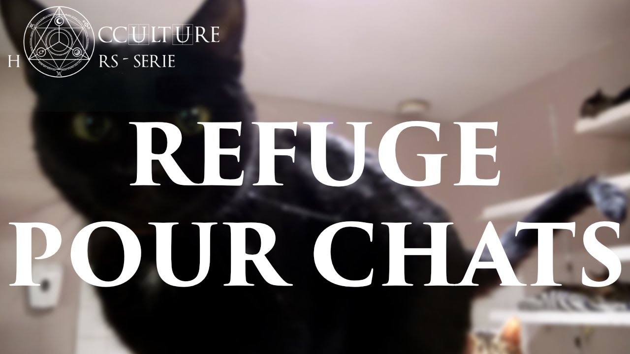 Refuge pour chats - Occulture Hors-Série
