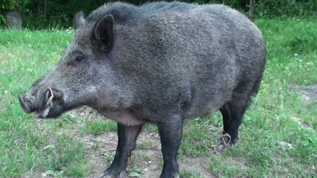 Cinghiale Beppe Il pi&ugrave; grosso di questi anni oltre 150 kg Patatone...Ucciso anche lui dai cacciatori