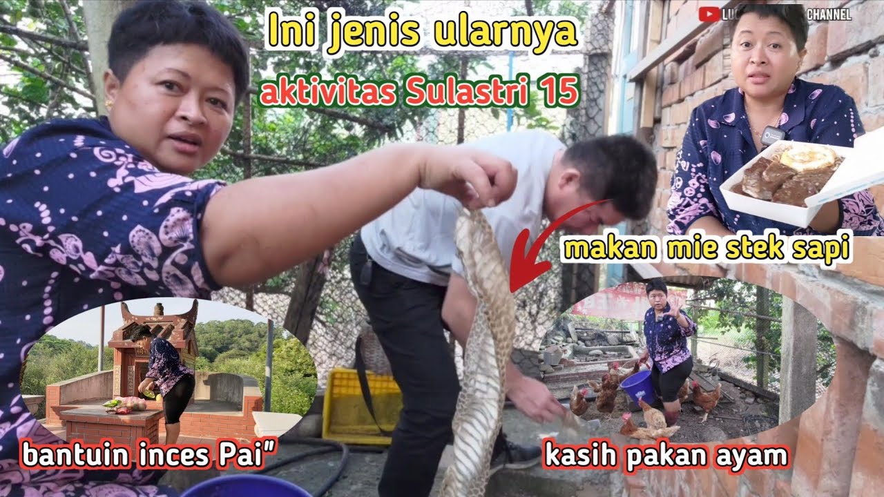 ini jenis Ular' Nya ‼️ Aktivitas Sulastri 15 pagi sampe malam.