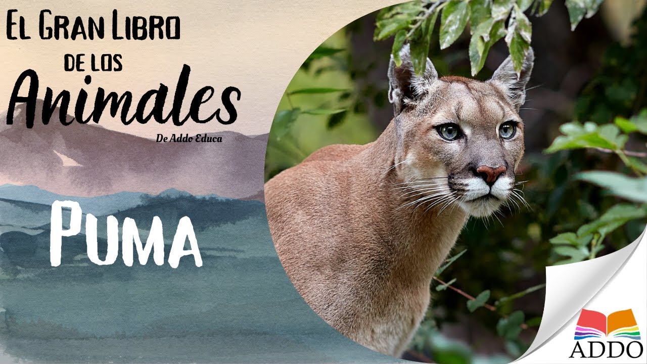 El Puma para Niños 🐾🦁 | El Gran Felino de América