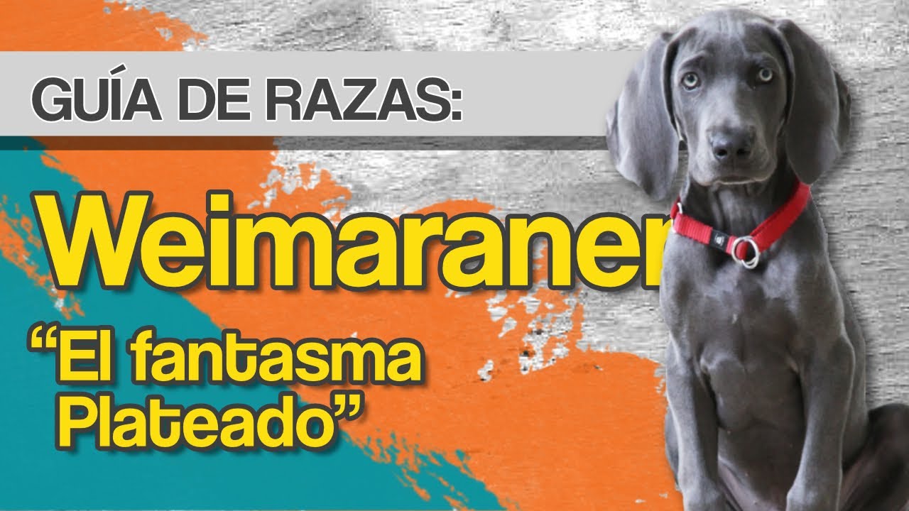 Weimaraner: El Fantasma Plateado 🐕✨ - Energía, Inteligencia y Lealtad 