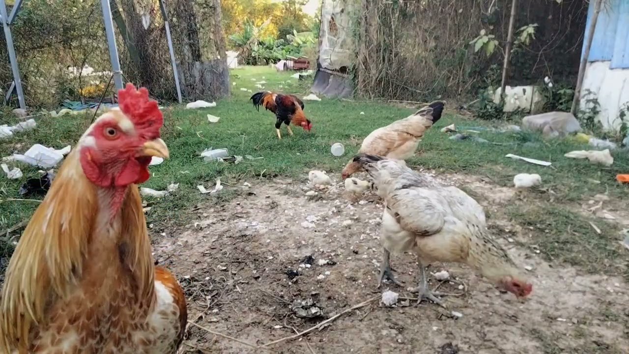 Many chickens eat rice