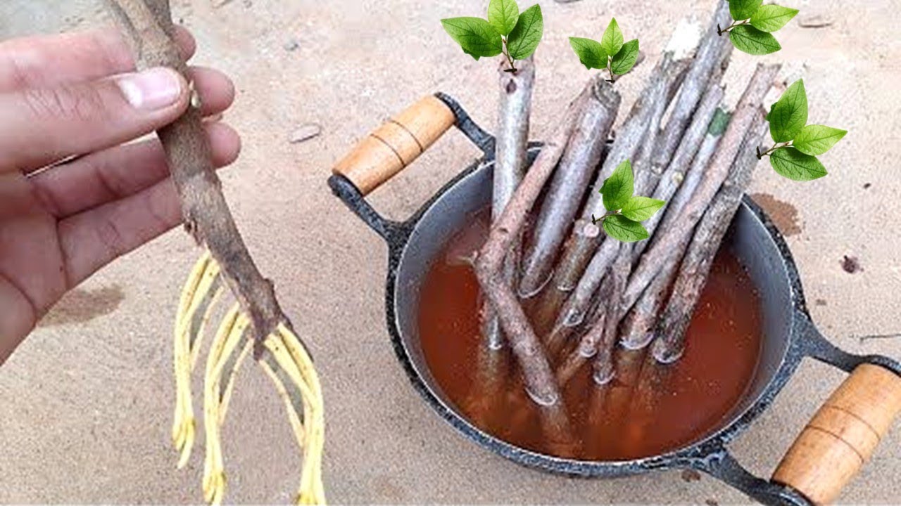 TÉCNICA ENRAIZA QUALQUER GALHO (1 ingrediente apenas)