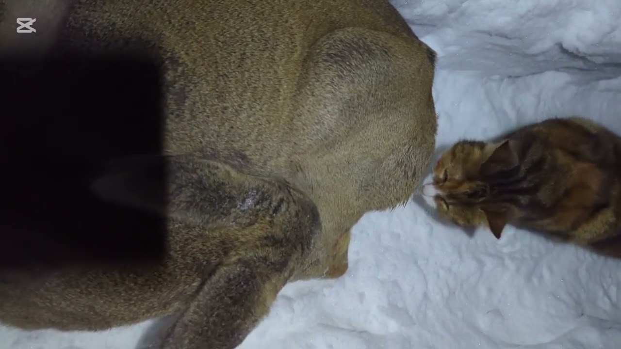 Косуля греется в конюшне.
