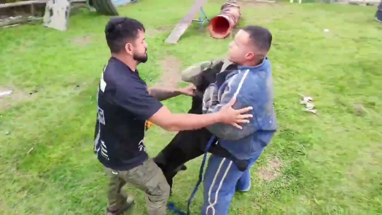 Bandog Hellboy fazendo a recepção para o Felipe no canil 