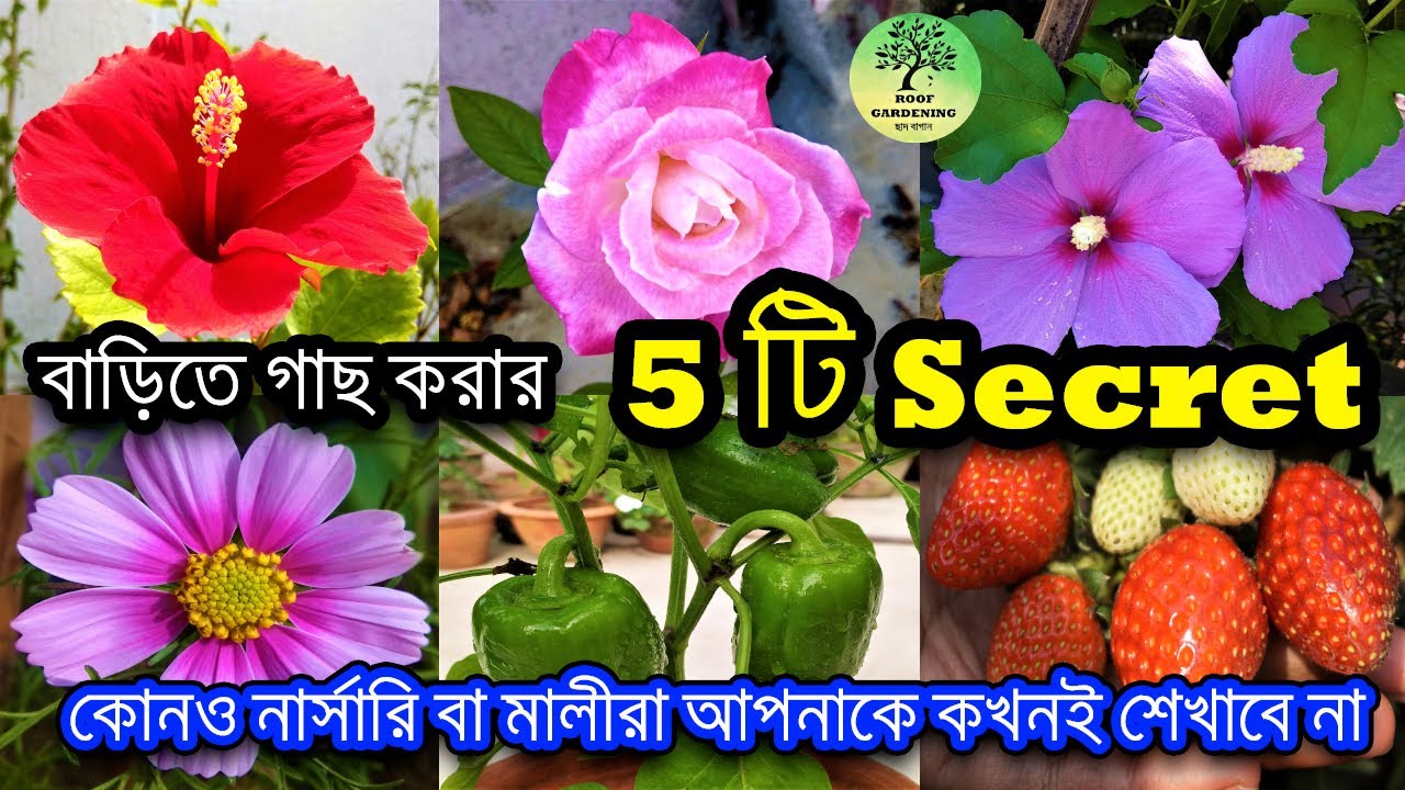 বাড়িতে গাছ করার 5 টি Secret / Top 5 gardening secrets / garden tips