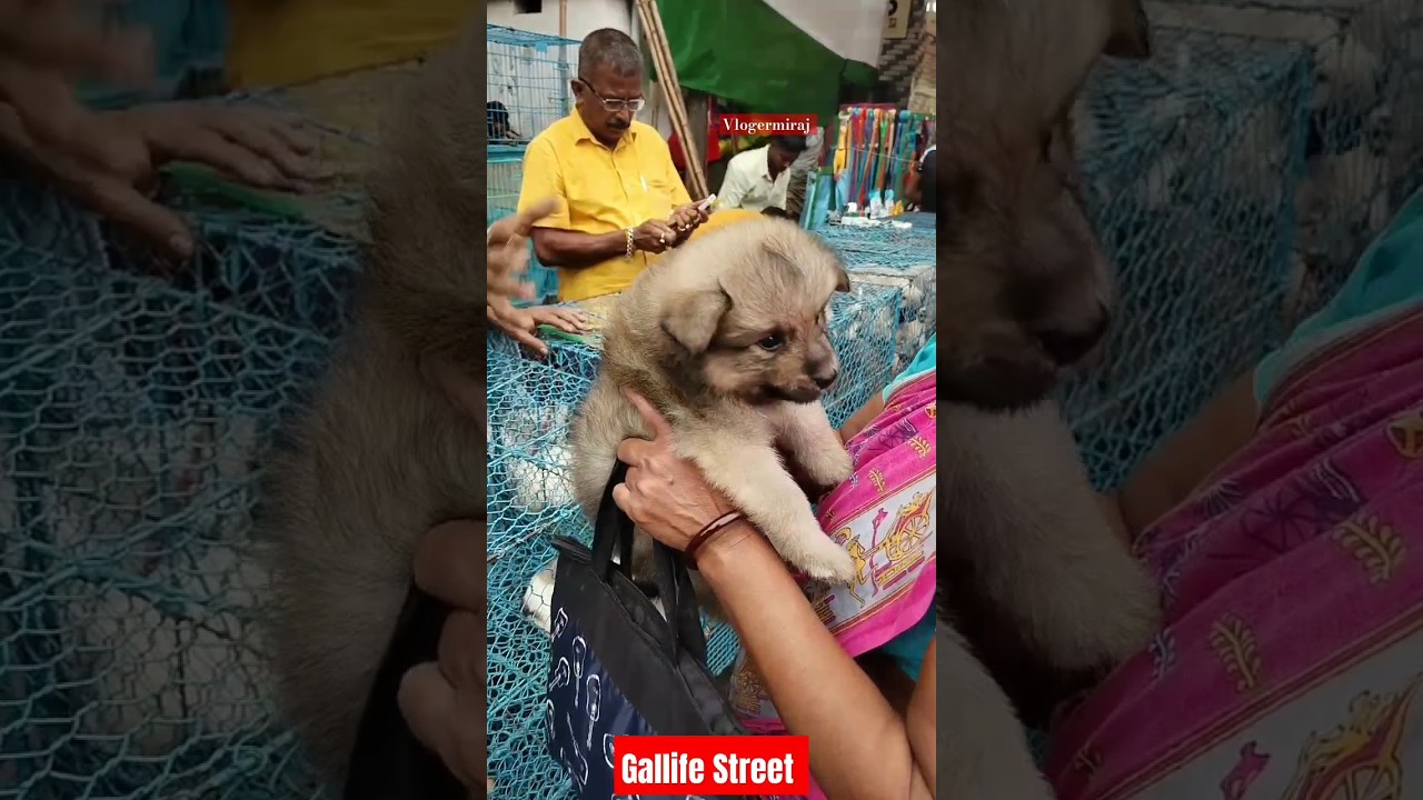 Pat Market Kolkata /lowest price puppy dog/Gallif Street dogs