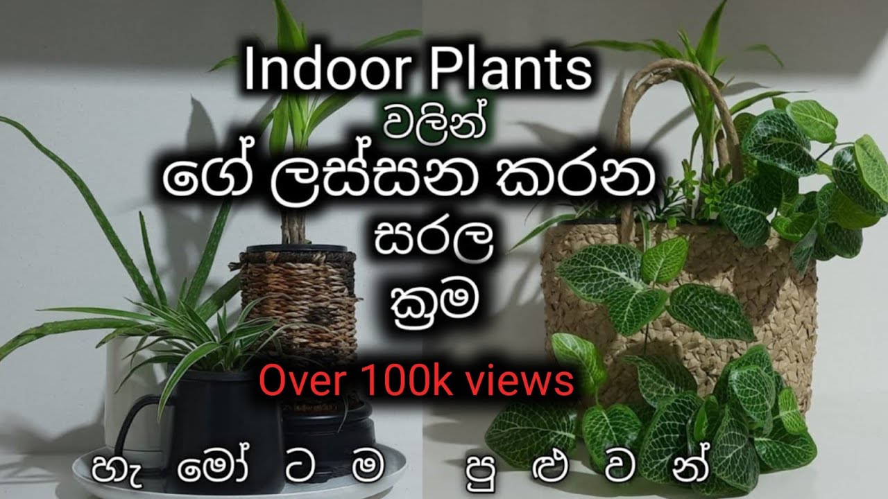 විසිතුරු පැල වලින්  ගෙදර සරසන සරල ක්‍රම 22ක්| Simple home decor ideas using indoor plants| Sinhala
