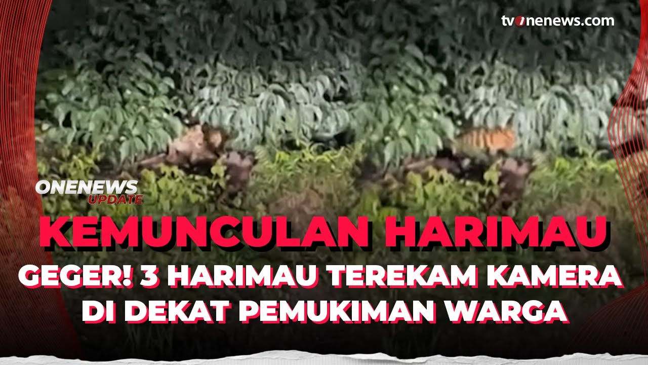 Harimau Sumatra Muncul di Dekat Pemukiman Warga, Begini Tanggapan BBKSDA Riau | OneNews Update