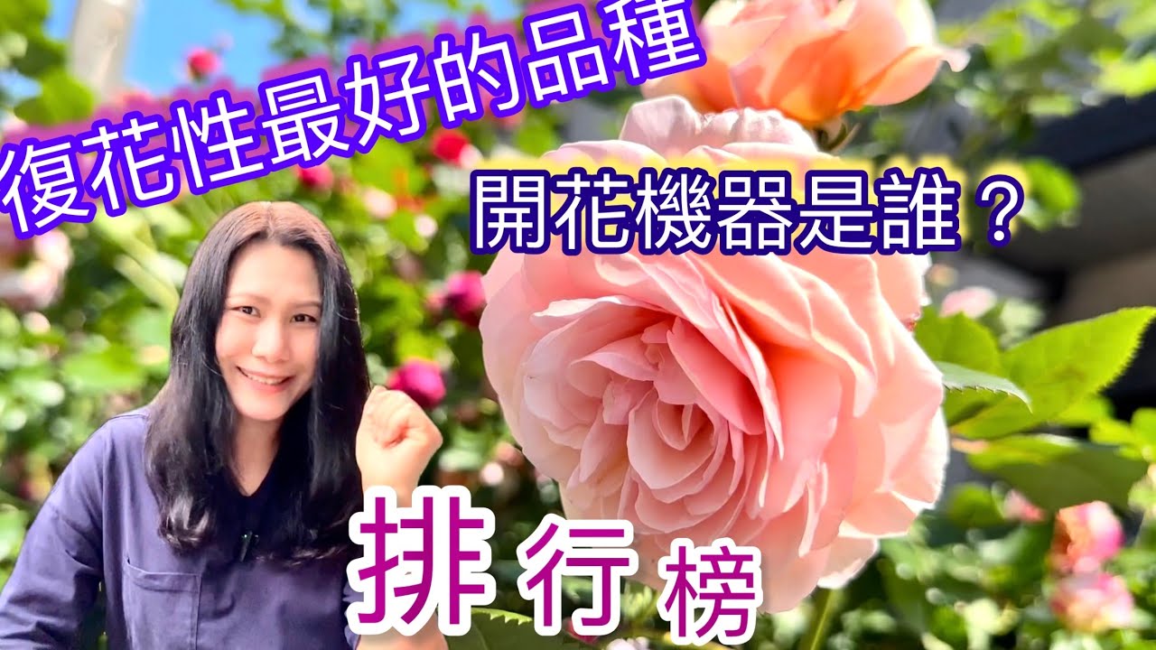 我家玫瑰復花性最強的排行順序！花開不停的就是這一品種！
