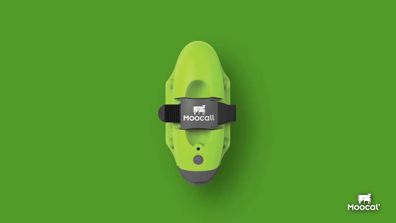 Moocall Calving Sensor