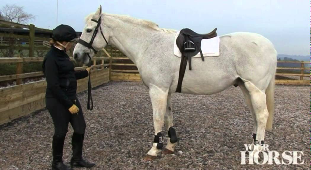 Brain Training | Your Horse