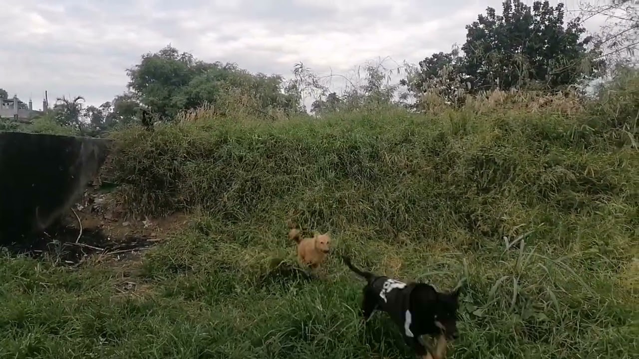 Day with My dogs _ Aspins. #dog #day #dogs 