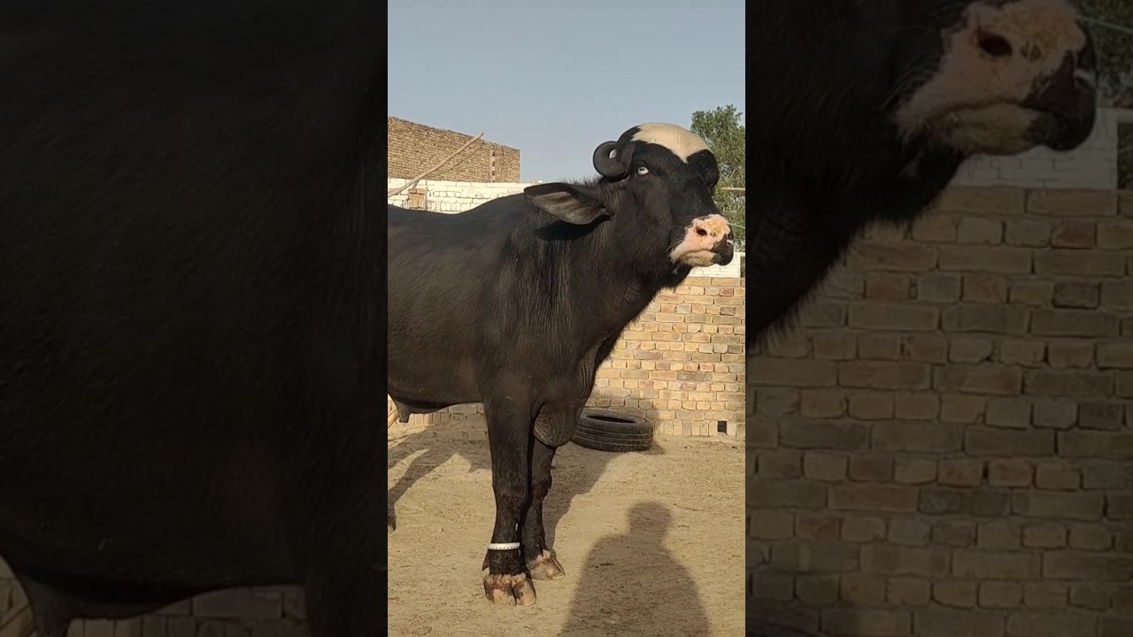watch pure nili Ravi buffalo breed Bull for sale satluj punjab TV #purenilibuffalo #satlujpunjabtv #