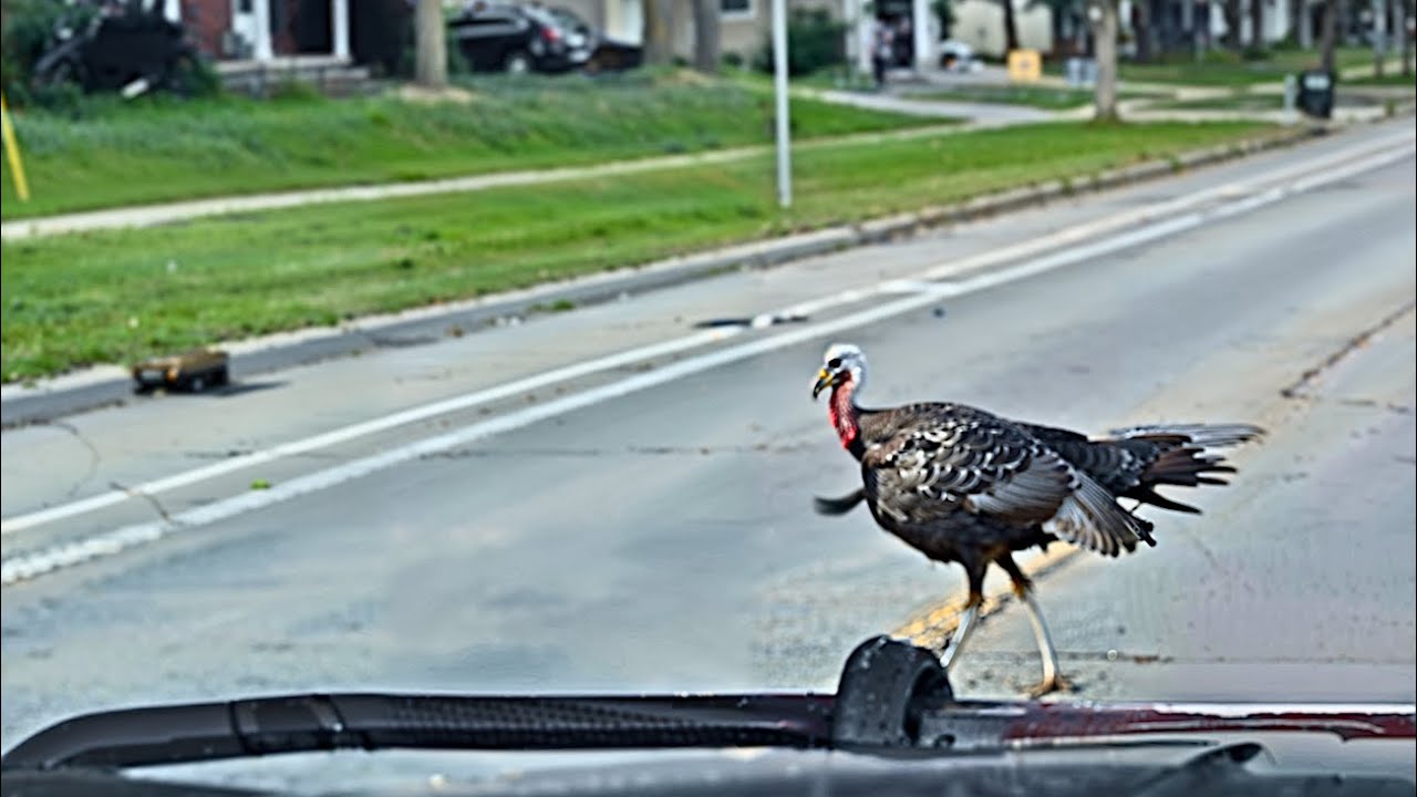 A Wisconsin Turkey's Fearless Showdown