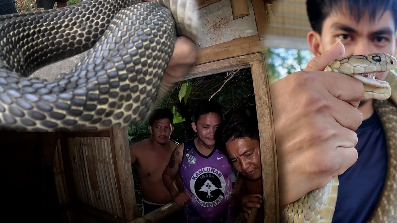 MATATAPANG NA MGA COBRA SA CAVINTI  SA LOOB NG BAHAY