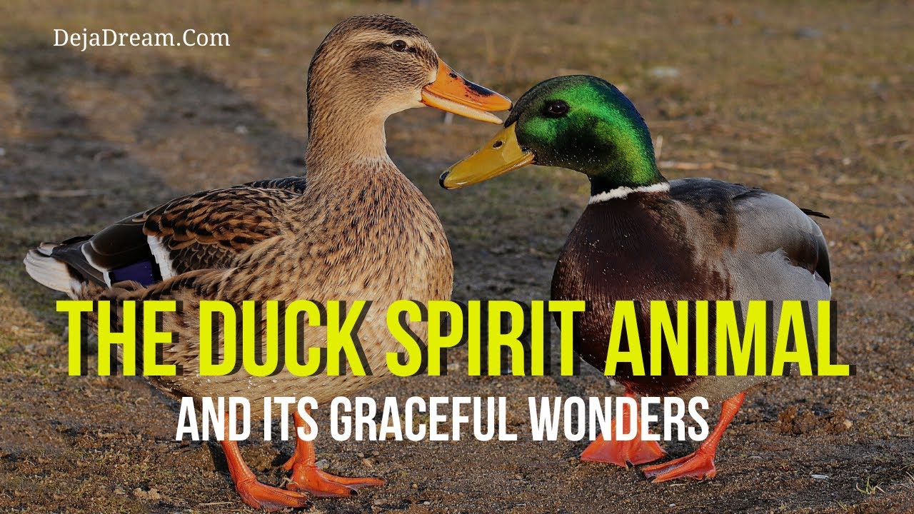 The Duck Spirit Animal And Its Graceful Wonders