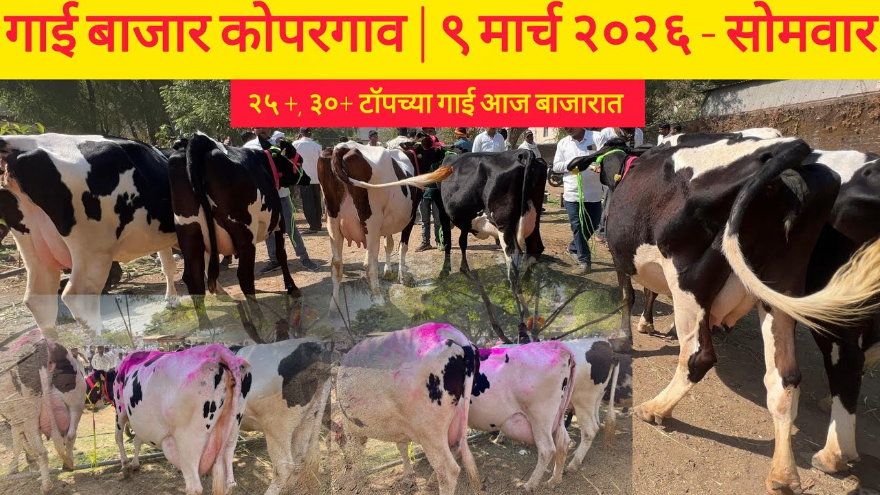 🔴 LIVE - गाय बाजार कोपरगाव | ९ मार्च २०२६ - सोमवार | सर्व प्रकारच्या गाई बाजारात उपलब्ध | #cow #sskm
