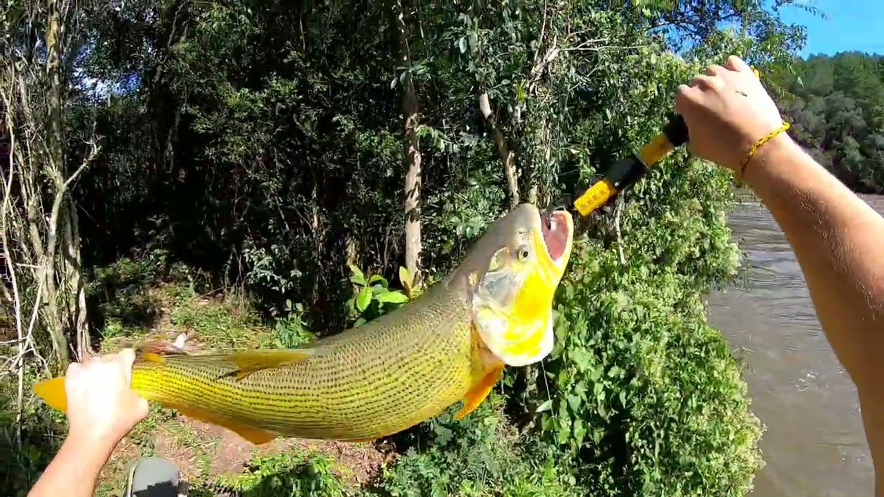 Isca yoshi da Monster 3x se demonstrando eficiente com os Dourados, mais um pra conta🙏