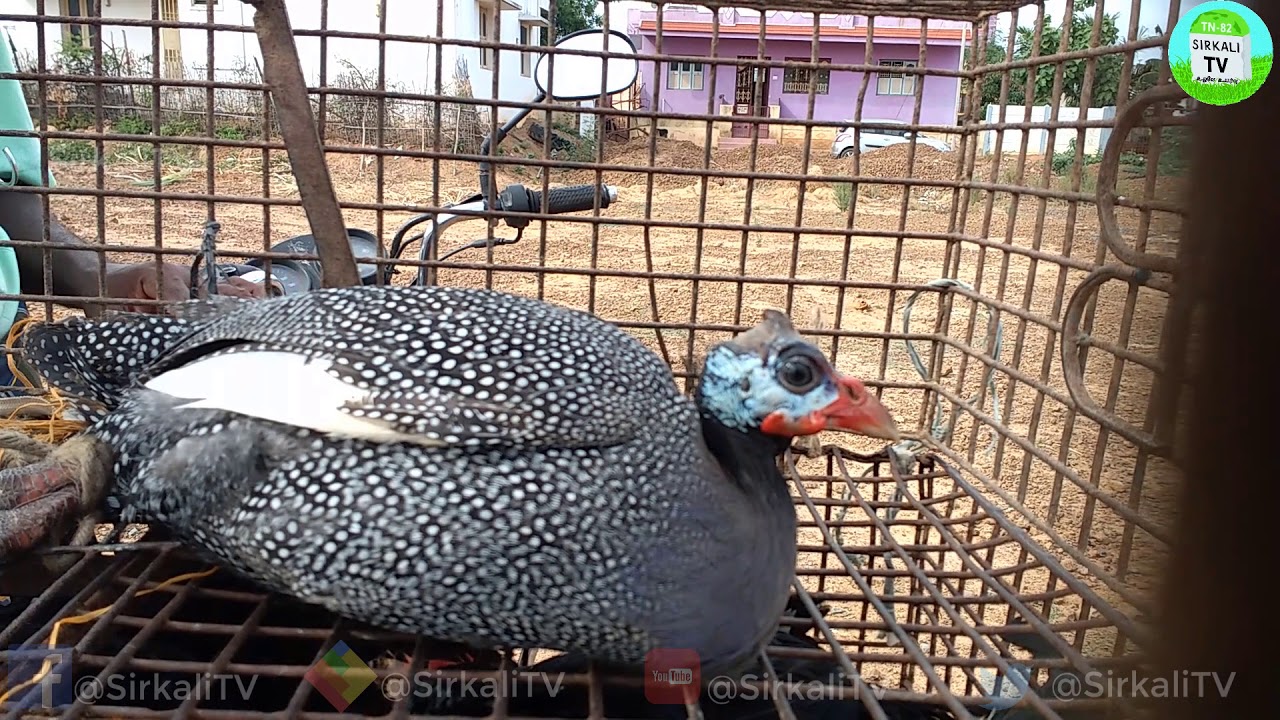 கோழி பண்ணை அருகில் பாம்பு வராமல் இருக்க என்ன செய்யவேண்டும்? | How to trap snake from poultry