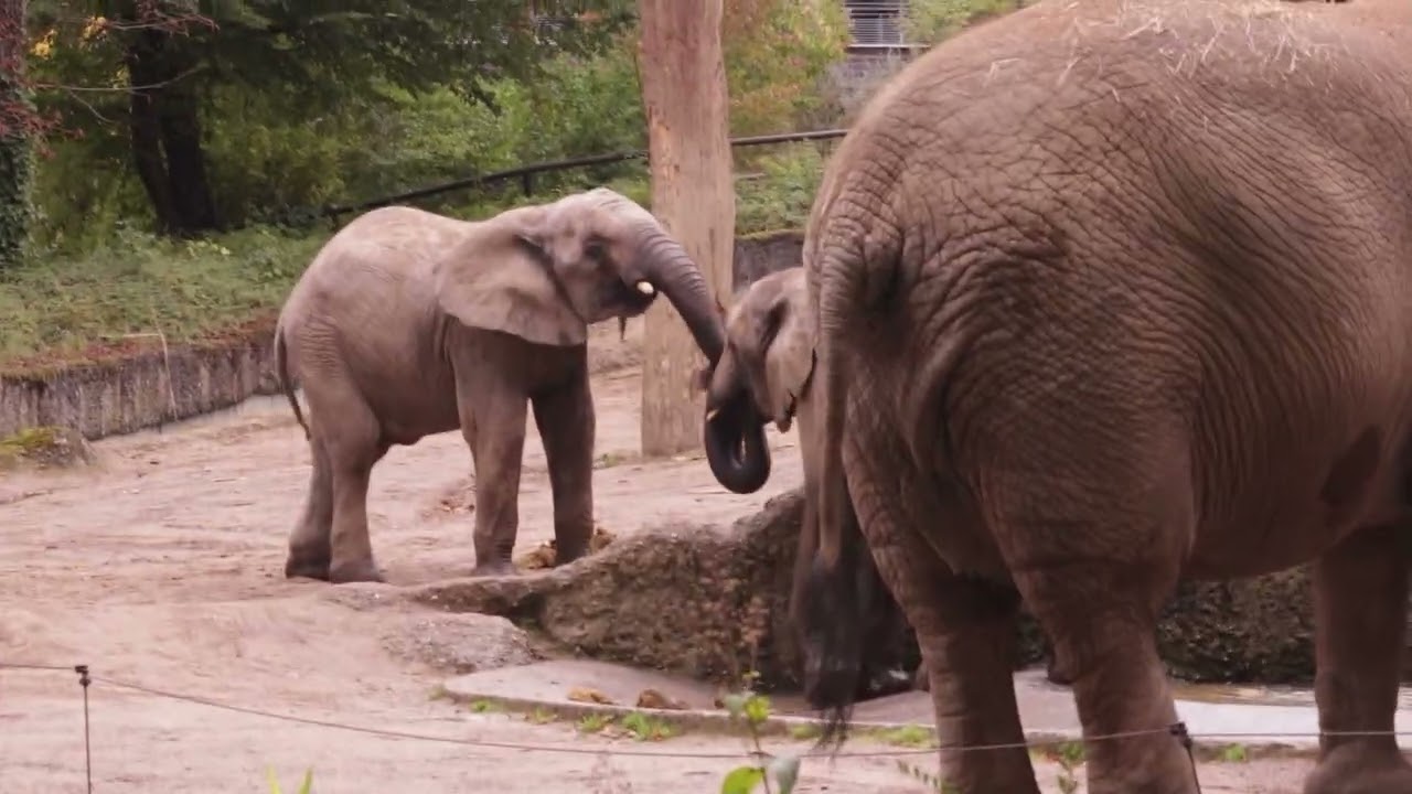 Zoo Wuppertal   verspielte Elefanten und ein Streifenhörnchen