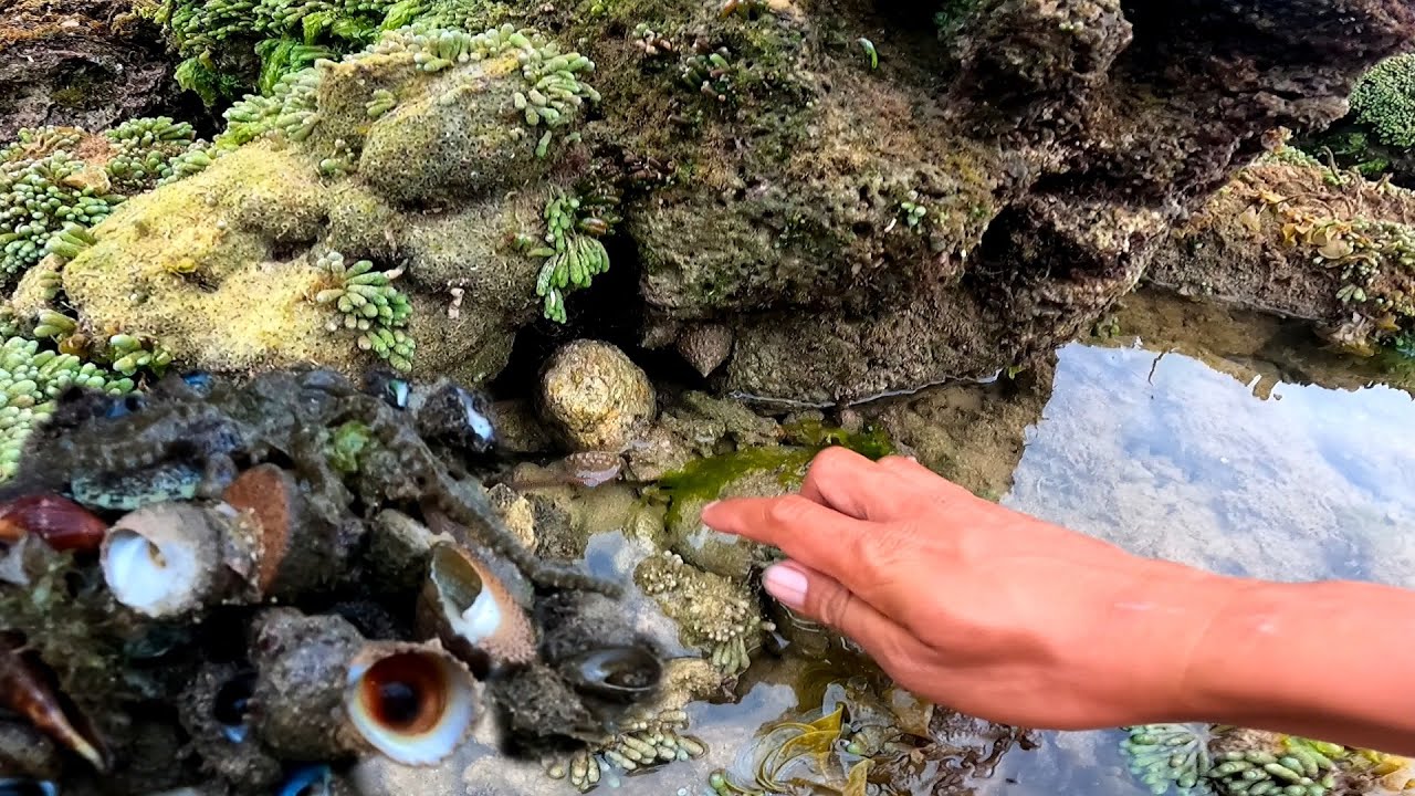 Pangunguha nang sea shell, manginhas ta!