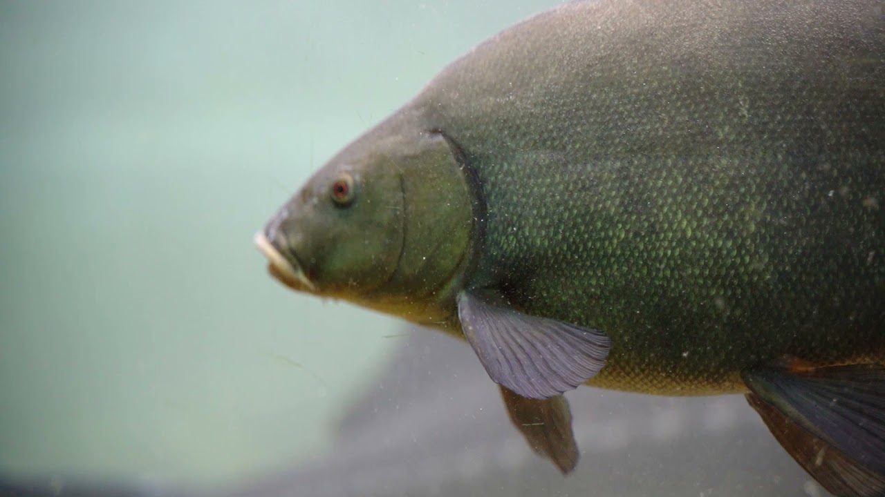 Calvisius, Sensory Design visits the Italian caviar company