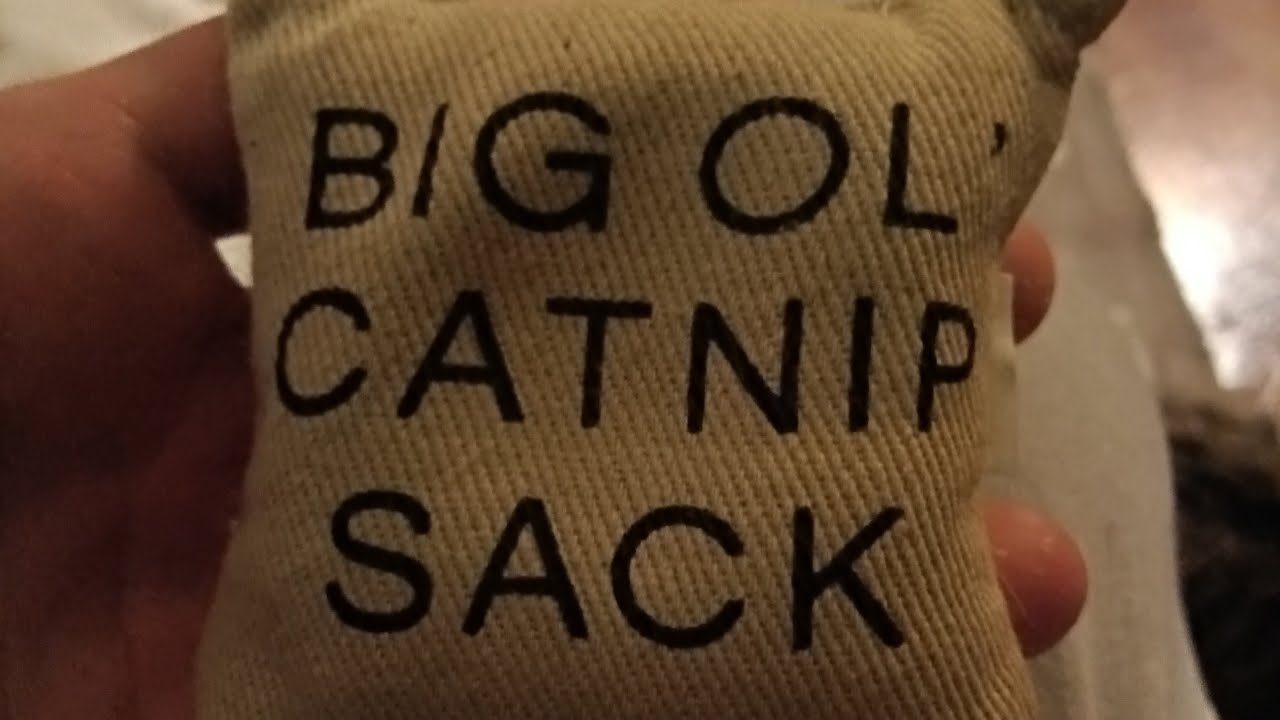 Manic Monday Kitty 🐈 😺 Hangout! #live #stream #cats #kitten #kitties #toys #family #play