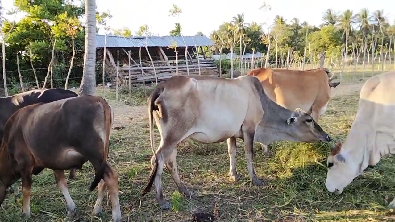 Sapi jinak..sapi bagus..