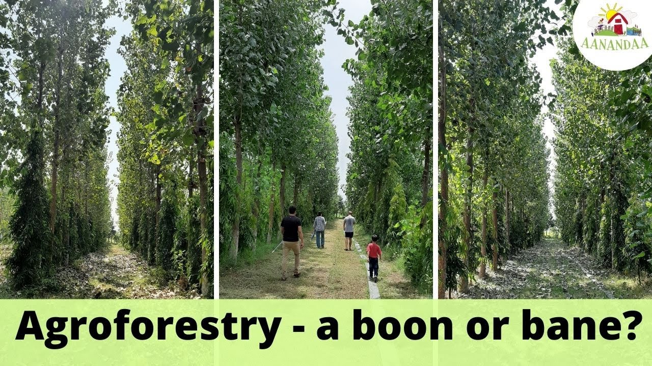 Is agroforestry of Poplar trees beneficial in permaculture?