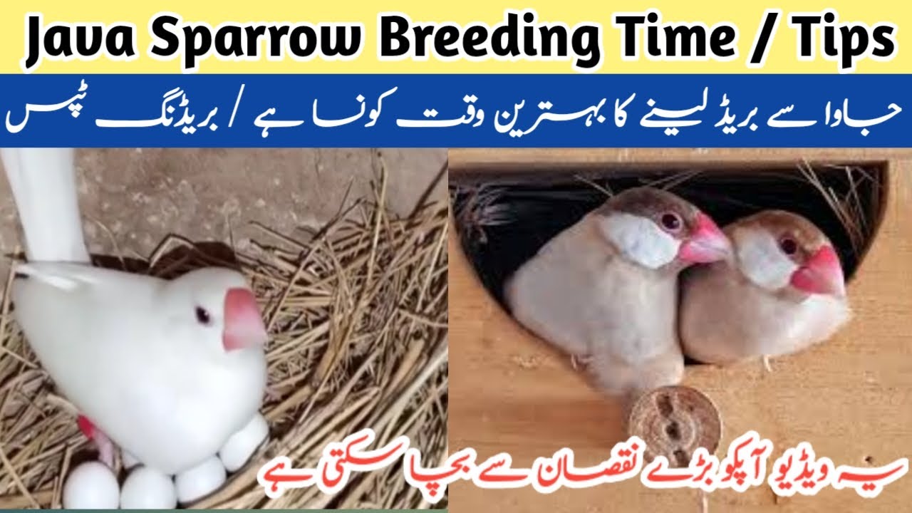 Best Time for Java Breeding | Java breeding Season | Java Breeding Tips | Java Finch breeding time