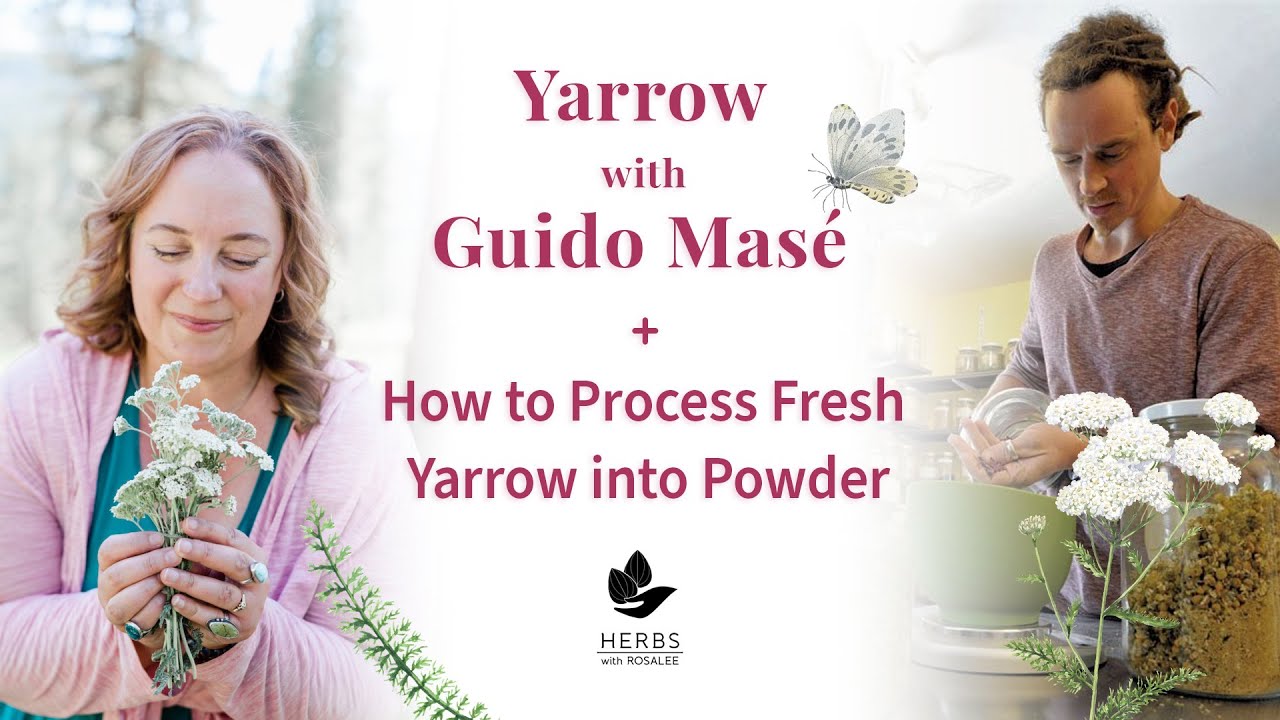 Yarrow with Guido Masé + How to Process Fresh Yarrow into Powder