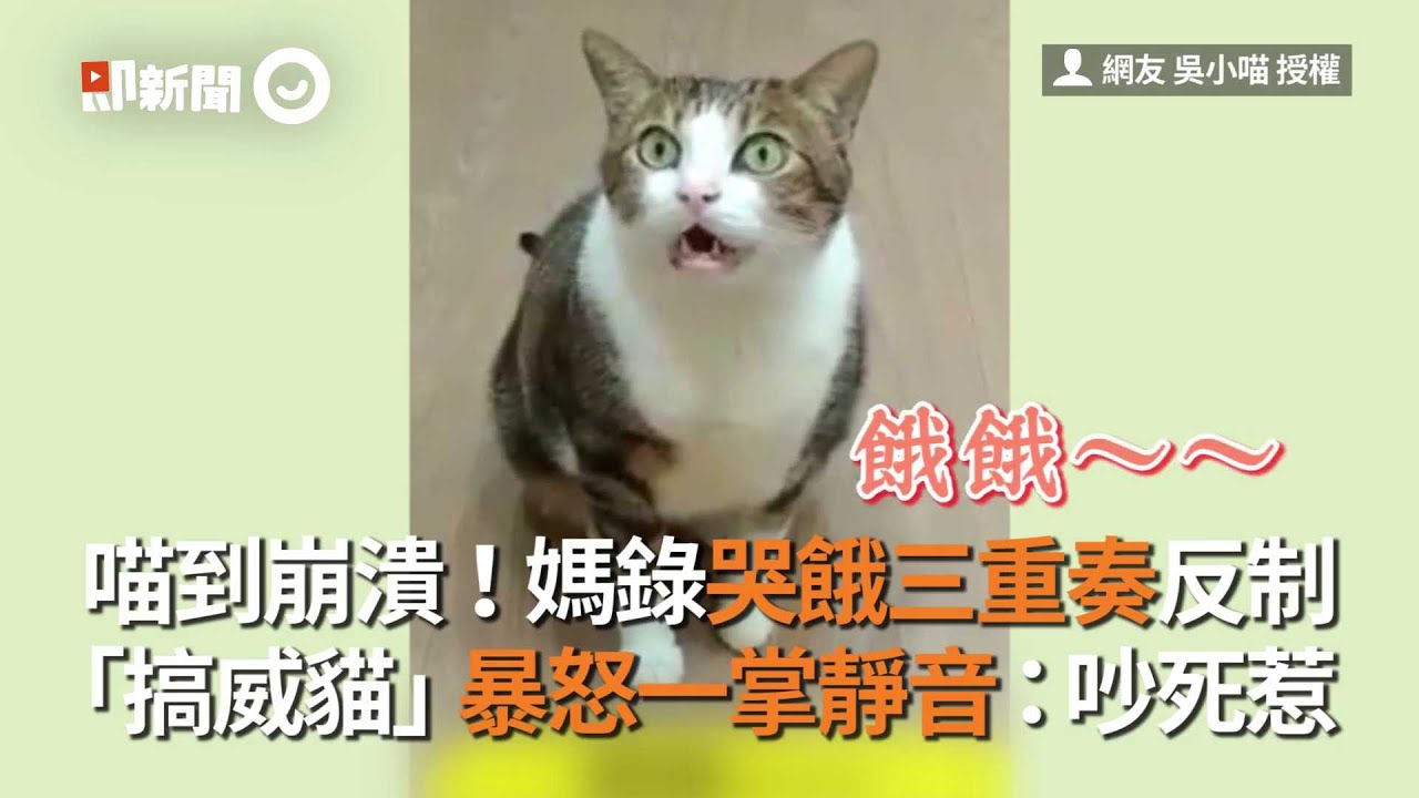 喵到崩潰！媽錄哭餓三重奏反制「搞威貓」暴怒一掌靜音：吵死惹｜寵物動物｜虎斑貓｜精選影片