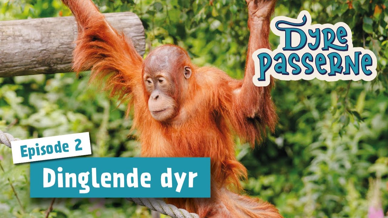 Dinglende dyr - Dyrepasserne S15 E02