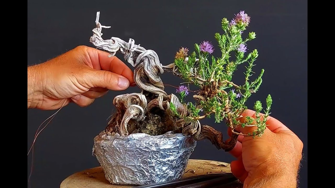 Bonsai Tree Thyme 14 Step 1 & 2