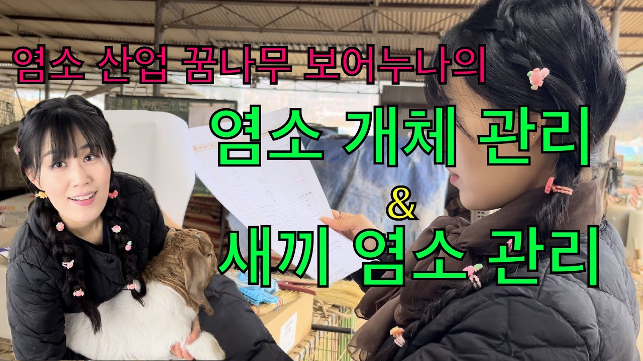 염소 산업의 부흥을 꿈꾸는 보어랜드의 염소 개체 관리 + 새끼 염소 관리