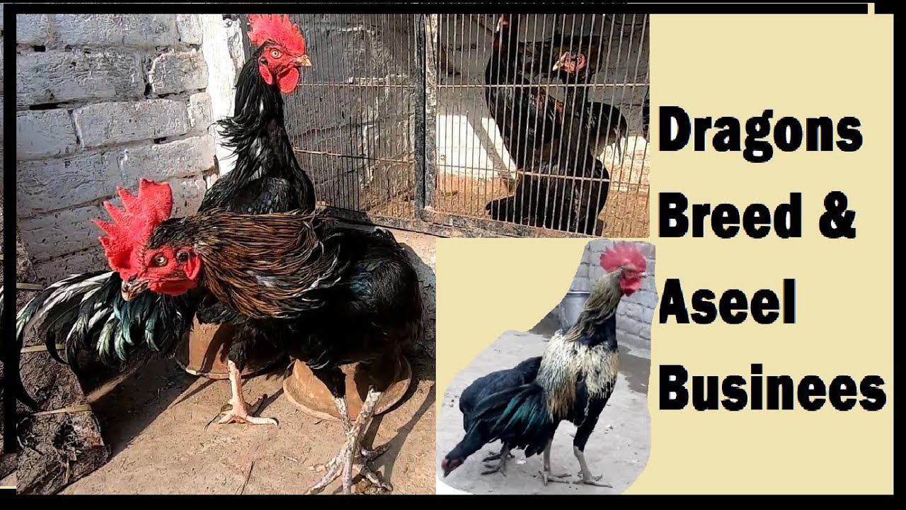 My Dragons Chicken Breed And Aseel Farming Business | faisal butt