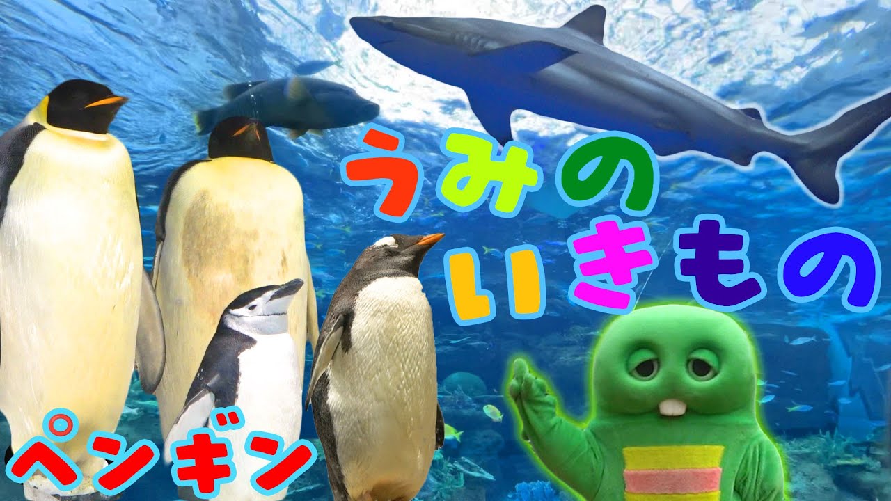 すいぞくかんで『うみのいきもの』のおおきさをはかってみよう！【ペンギン】【サメ】【クエ】【カメ】【名古屋港水族館】