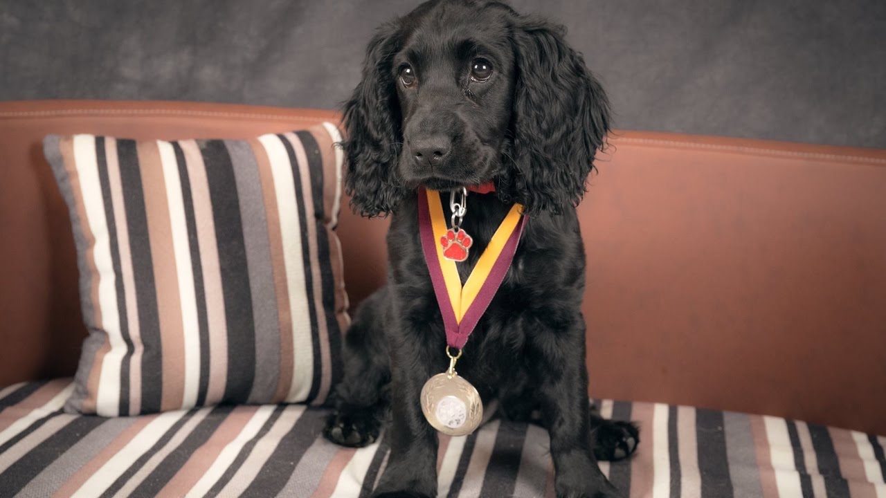 Coco - Cocker Spaniel Puppy - 3 Weeks Residential Dog Training