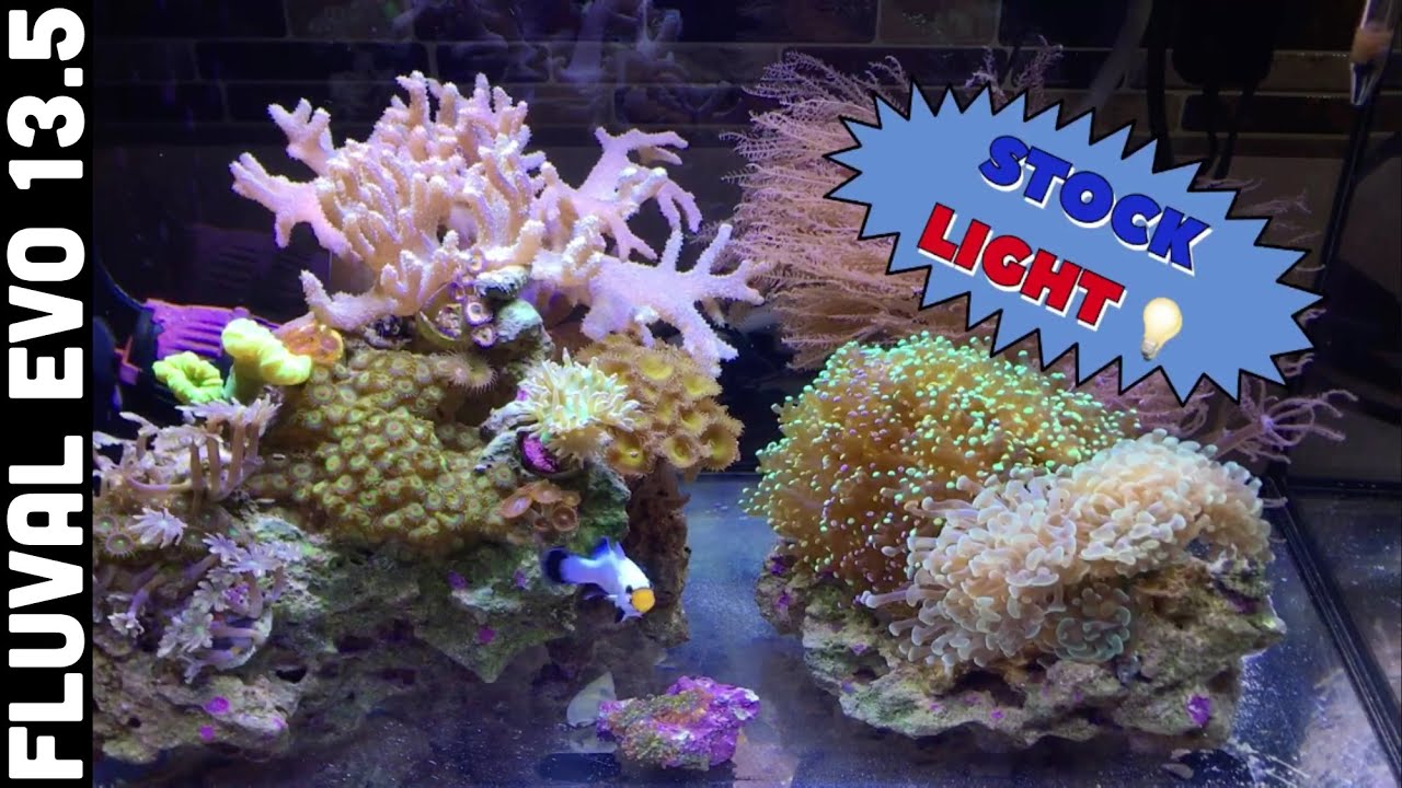 Fluval Evo 13.5 stock light, growing coral and feeding fish!!