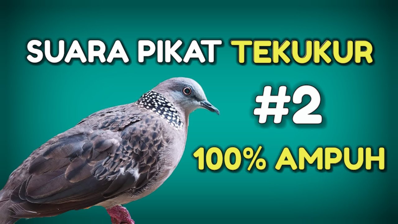 Suara Pikat Tekukur #2