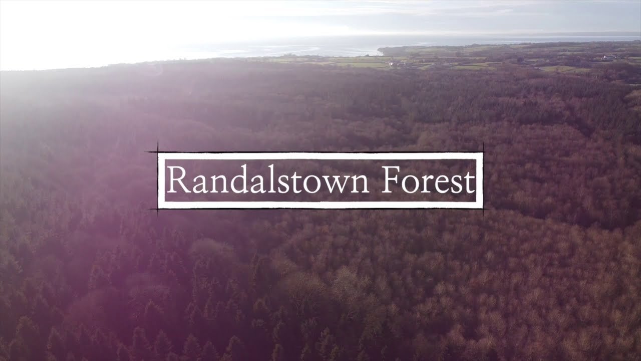 Randalstown Forest 🦌