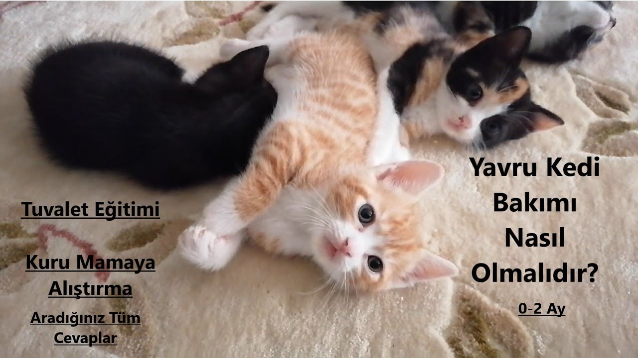 0-2 Aylık Yavru Kedi Bakımı Nasıl Olmalıdır? / Tuvalet Eğitimi / Kuru Mamaya Alıştırma