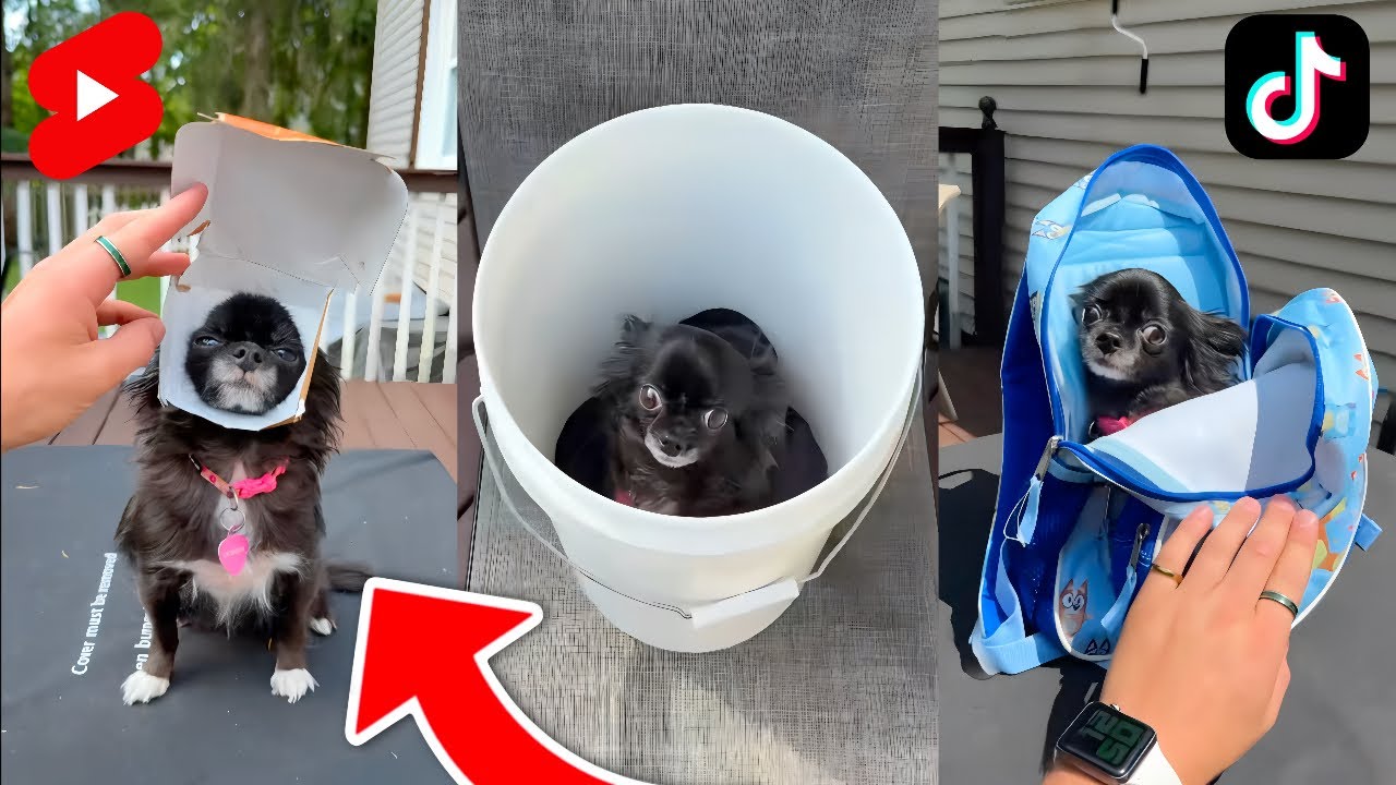FLYING PUDDIN COMPILATION!!