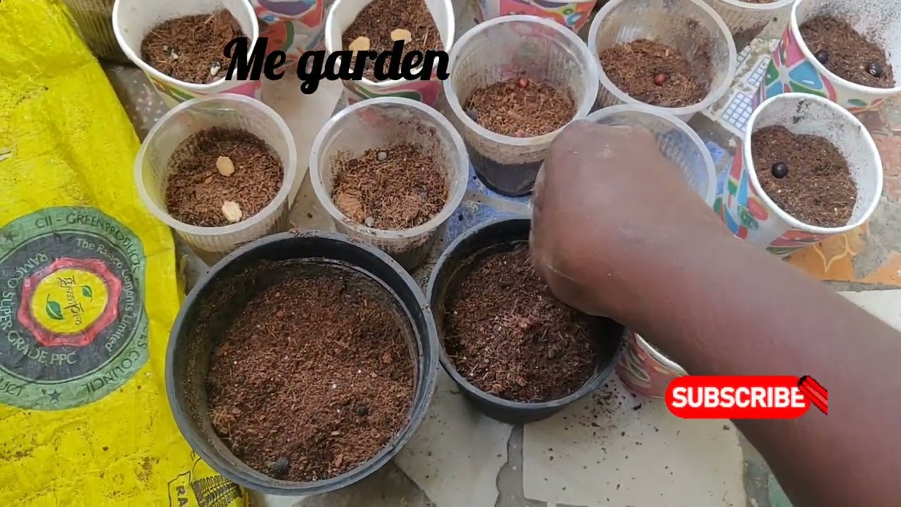 விதைகள் சீக்கிரம் முளைக்க சூப்பரான வழிகள் 