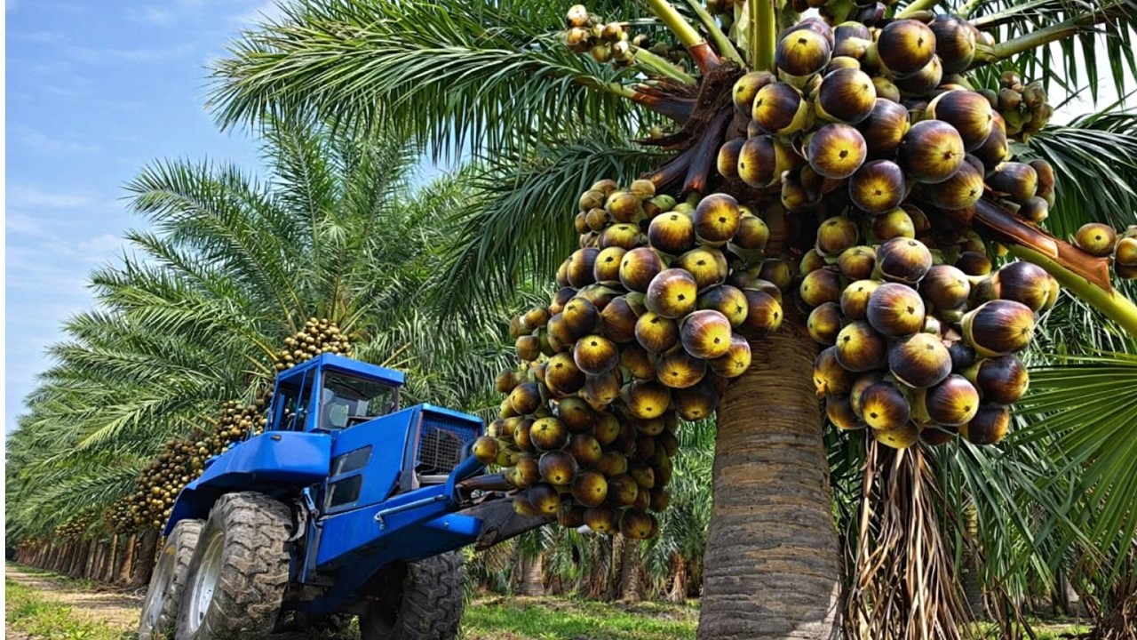 How Indian Farmers Harvest and Process Millions of Palmyra Fruits | Inside Palmyra Farming