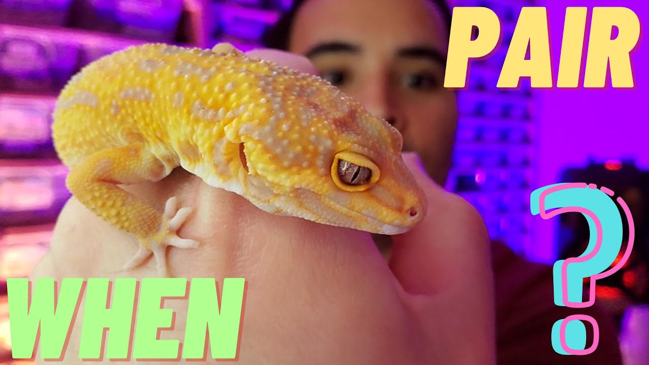 When to PAIR your female LEOPARD gecko | how MUCH | how OFTEN ? ? (2022)