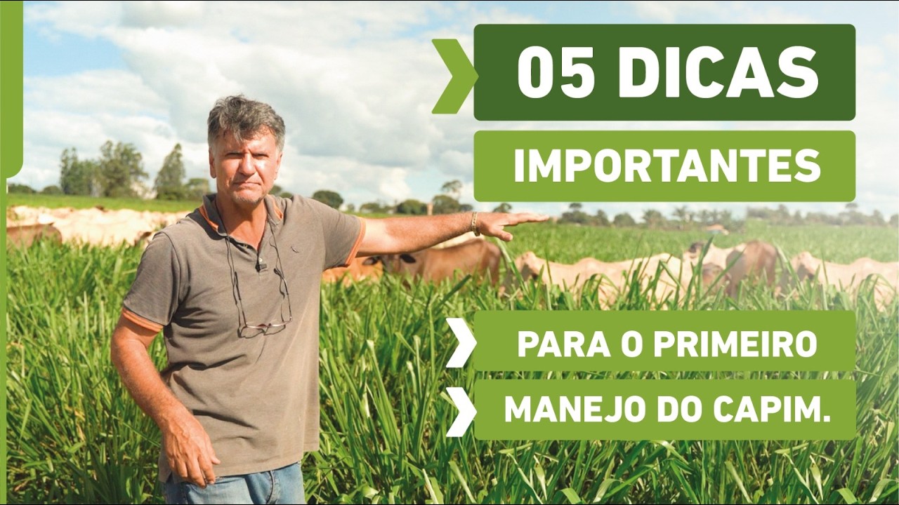 05 Lições que deve observar antes de colocar o gado no pasto
